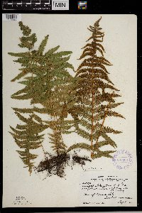 Thelypteris palustris image