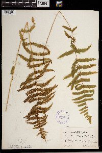 Thelypteris palustris image