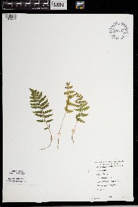 Thelypteris palustris image