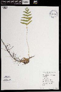 Thelypteris palustris image