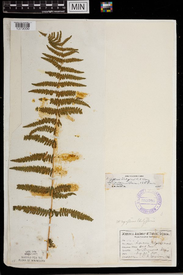 Thelypteris palustris image