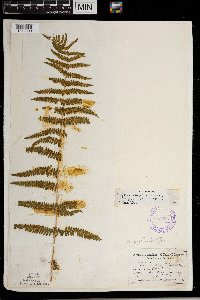 Thelypteris palustris var. pubescens image