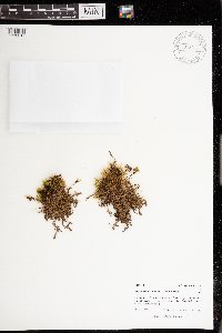 Drepanocladus aduncus image