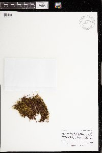 Drepanocladus aduncus image