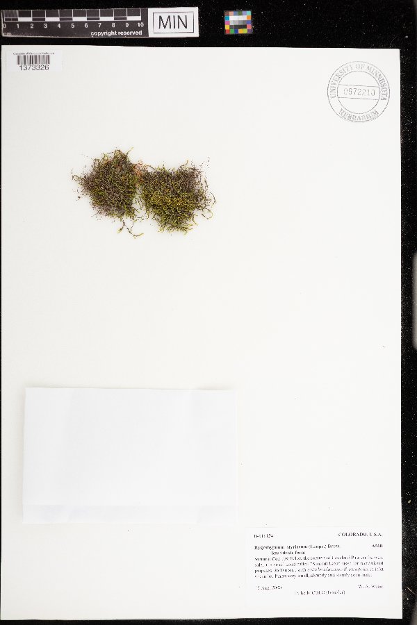 Hygrohypnum styriacum image