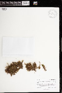 Media resource of Hylocomium splendens