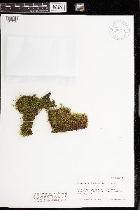 Hypnum cupressiforme image