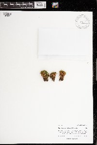 Myurella julacea image