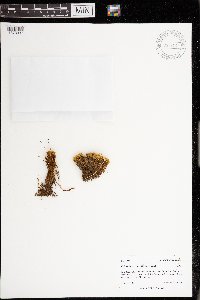 Philonotis marchica image