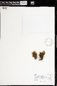 Philonotis marchica image