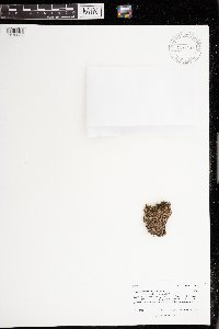 Pohlia nutans image