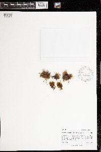 Pohlia wahlenbergii image
