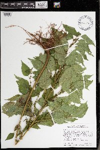 Image Associated With the Occurrence