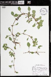 Ludwigia palustris image