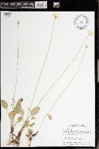 Parnassia glauca image