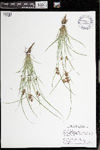 Cyperus diandrus image