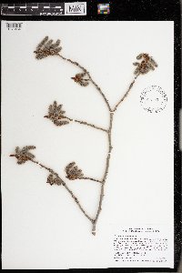 Populus tremuloides image