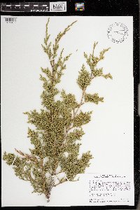 Juniperus virginiana image