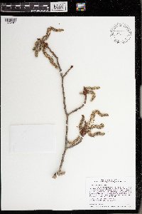 Populus tremuloides image