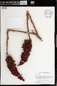 Rhus glabra image