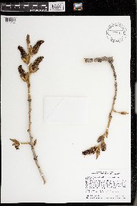 Populus deltoides image