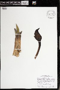 Symplocarpus foetidus image