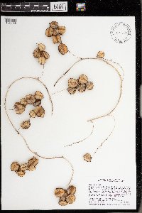 Dioscorea villosa image