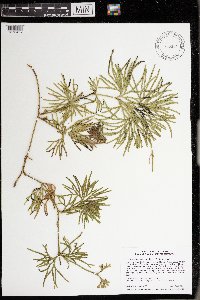 Diphasiastrum digitatum image