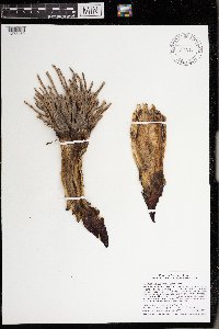 Symplocarpus foetidus image