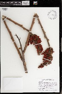 Rhus typhina image