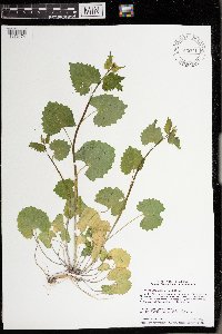 Alliaria petiolata image