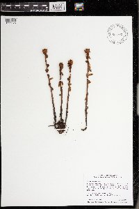 Monotropa uniflora image