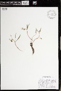 Claytonia virginica image