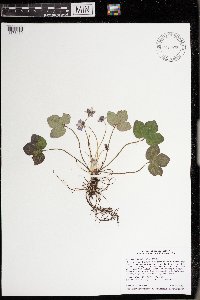 Anemone americana image