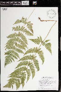 Dryopteris intermedia image
