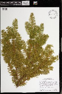 Taxus canadensis image