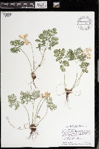 Dicentra cucullaria image