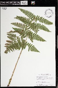 Dryopteris intermedia image