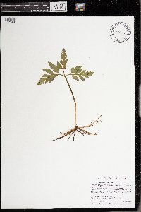 Thumbnail image of current specimen