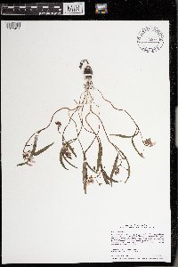 Claytonia virginica image