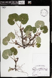 Asarum canadense image