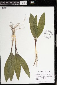 thumbnail image of current specimen
