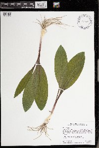 Allium tricoccum image