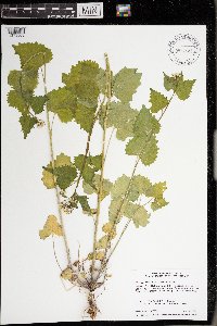 Alliaria petiolata image