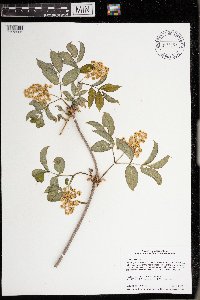 Sambucus racemosa image