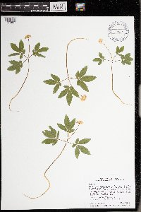 Panax trifolius image