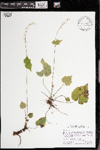 Mitella diphylla image