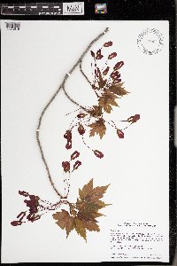 Acer rubrum image