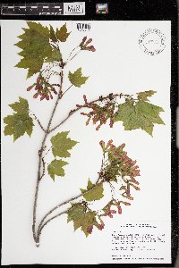 Acer rubrum image
