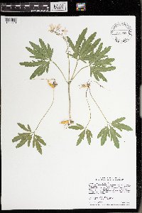 Cardamine concatenata image